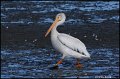 _0SB3386 american white pelican